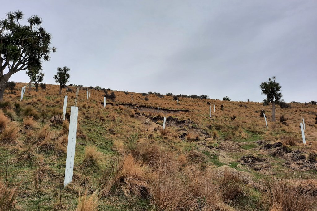 Poplar poles for erosion control